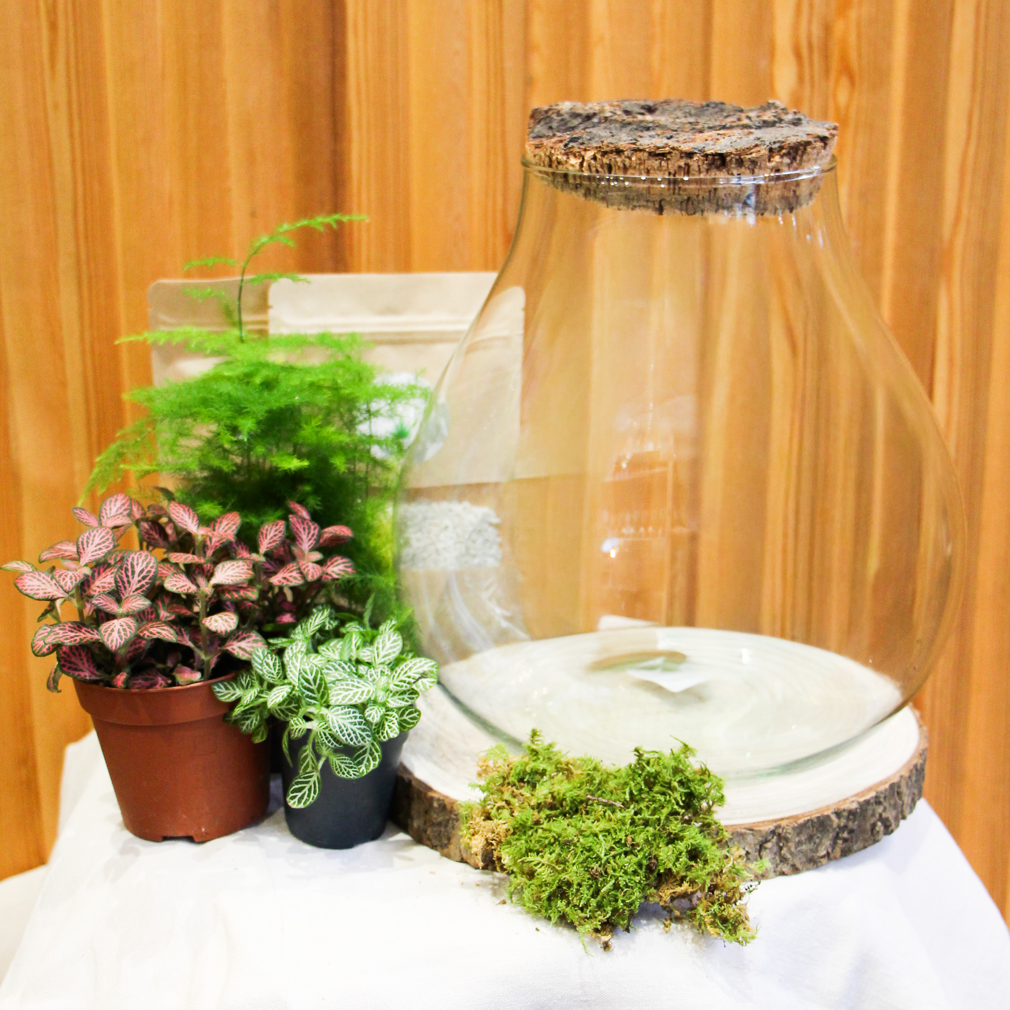 Kit DIY Monstera M (3 plantes)