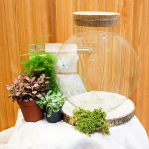 Kit DIY Green Bubble L (3 plantes)