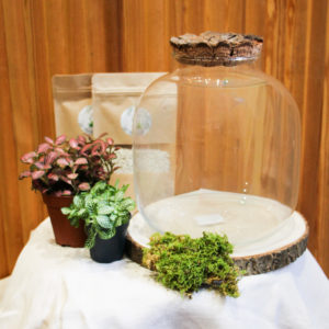 Kit DIY Diclaema (2 plantes)