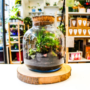 Diclaema Jurassic (2 plantes)