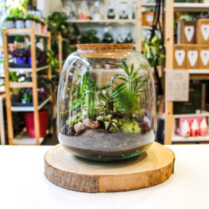 Hedera Jurassic (2 plantes)