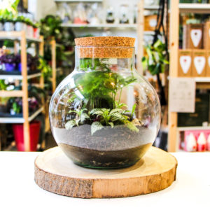 Green Bubble S Jurassic (2 plantes)