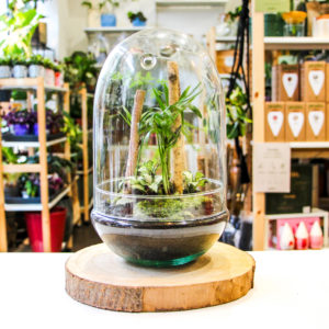 TinyEgg Jurassic (3 plantes)