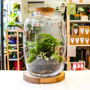 Bottle XL Jurassic (4 plantes)