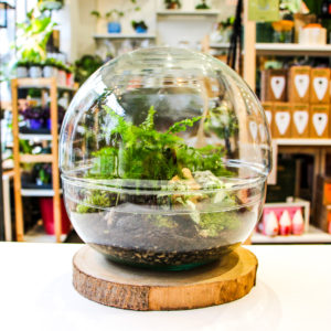 Bubble XL Jurassic (4 plantes)