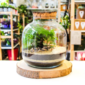 Diclaema (2 plantes)