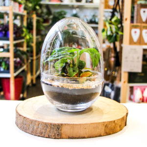 TinyEgg M - Exclusif! (2 plantes)