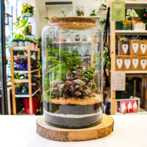 Bottle M (3 plantes)