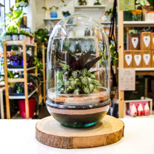 TinyEgg L (3 plantes)