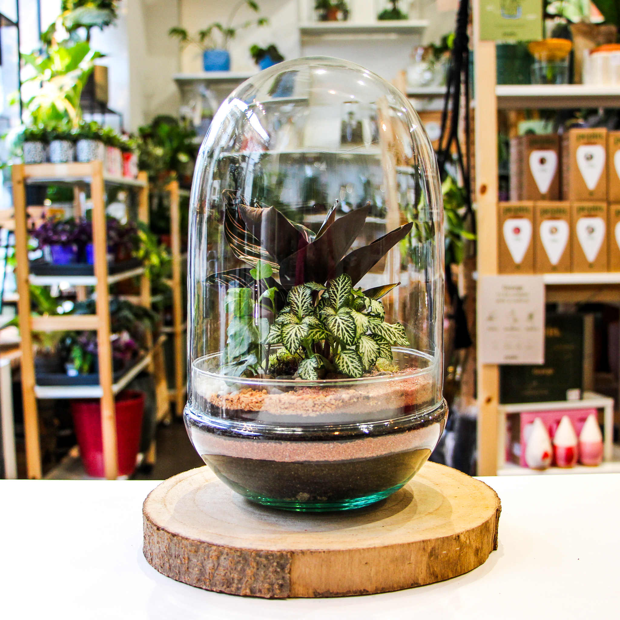 TinyEgg L (3 plantes)