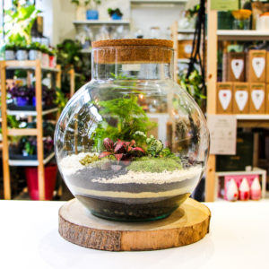 Green Bubble L (4 plantes)