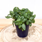 Fittonia verte