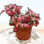Fittonia rouge