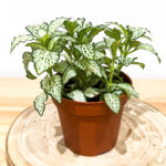 Fittonia verte