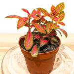 Fittonia skeleton (rouge et verte)