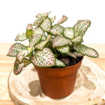 Fittonia rose