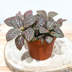 Fittonia rose foncée