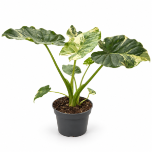 Alocasia Gageana Albo Variegata - pot de 12 cm