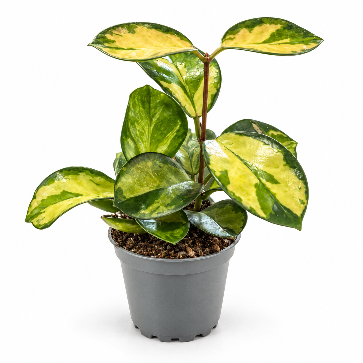 Hoya Carnosa - pot de 9 cm