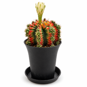 Cactus - Gymnocalycium Multicolor - pot de 9 cm