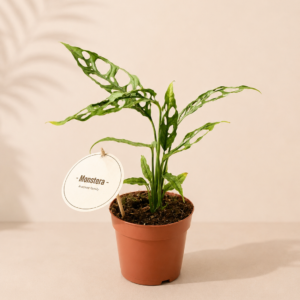Monstera Obliqua Peru - pot de 12 cm