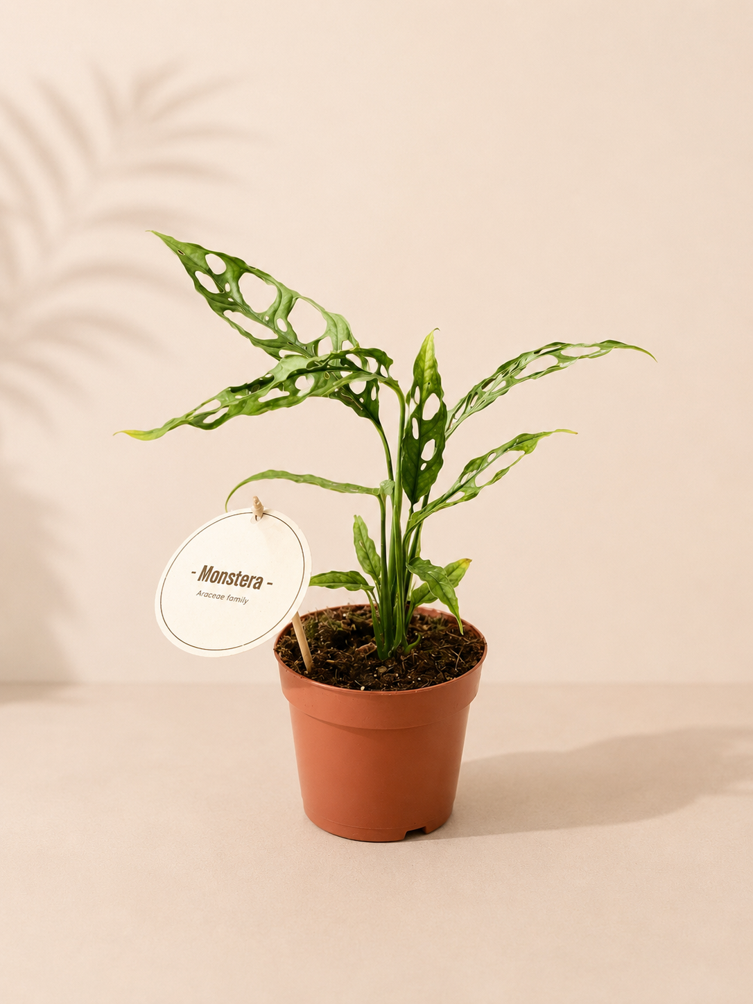 Monstera Obliqua Peru - pot de 12 cm