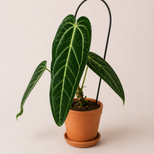 Anthurium Warocqueanum - pot de 12 cm