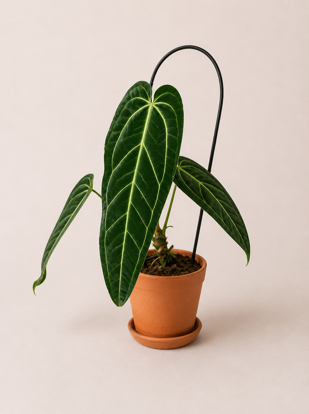 Anthurium Warocqueanum - pot de 12 cm