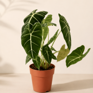 Alocasia Frydek - pot de 17 cm