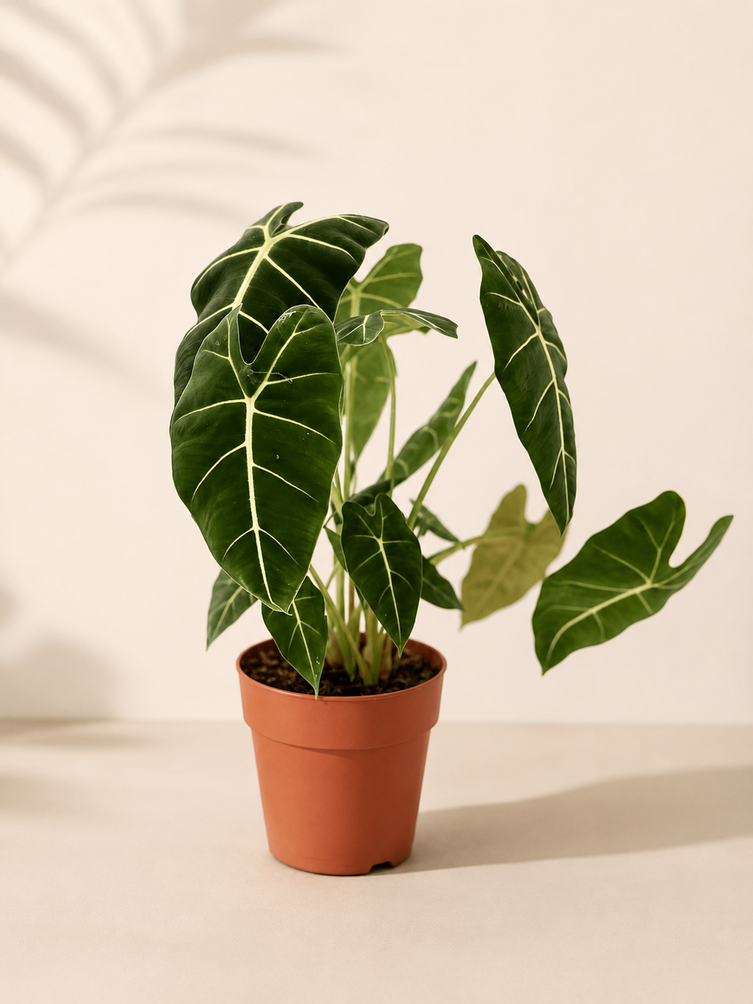 Alocasia Frydek - pot de 17 cm