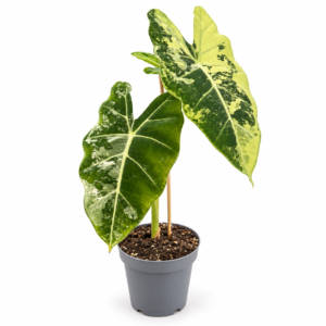 Alocasia Frydek Variegata - pot de 12 cm
