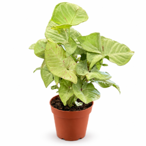 Syngonium Confetti - pot de 12 cm