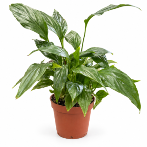 Spathiphyllum - pot de 9 cm