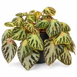 Begonia Silver Jewel: Pot de 14 cm