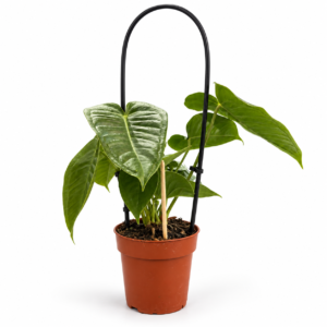 Anthurium Veitchii - pot de 12 cm