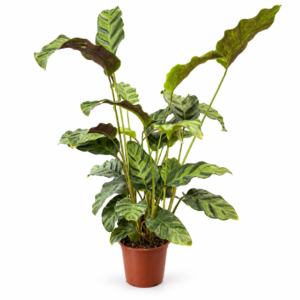 Calathea Greenstar - pot de 12 cm