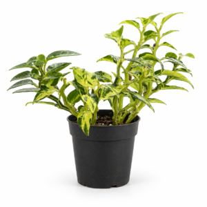 Pedilanthus Variegata - pot de 12 cm