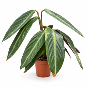 Calathea Dark Green: Pot de 12 cm