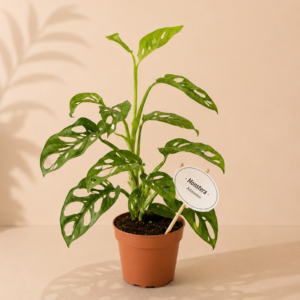 Monstera Mint - pot de 12 cm