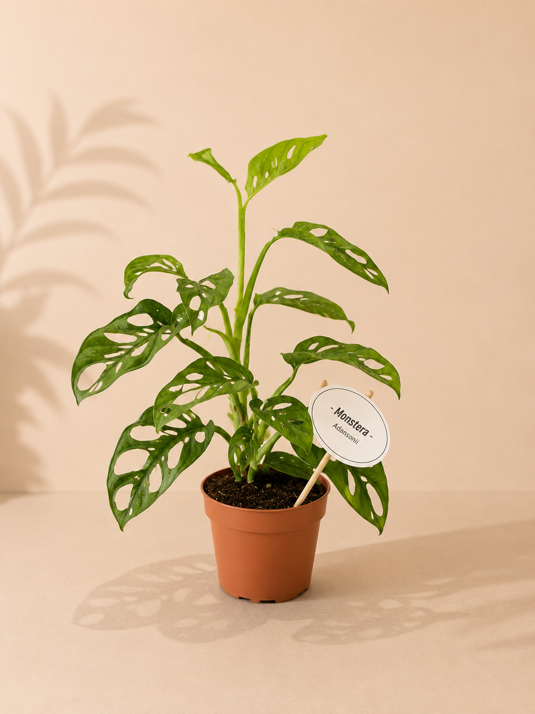 Monstera Mint - pot de 12 cm