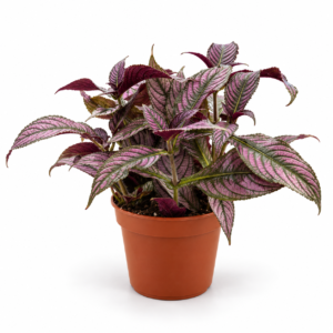 Strobilanthes - pot de 12 cm
