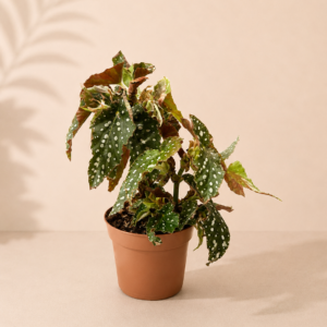 Begonia Dots - pot de 12 cm