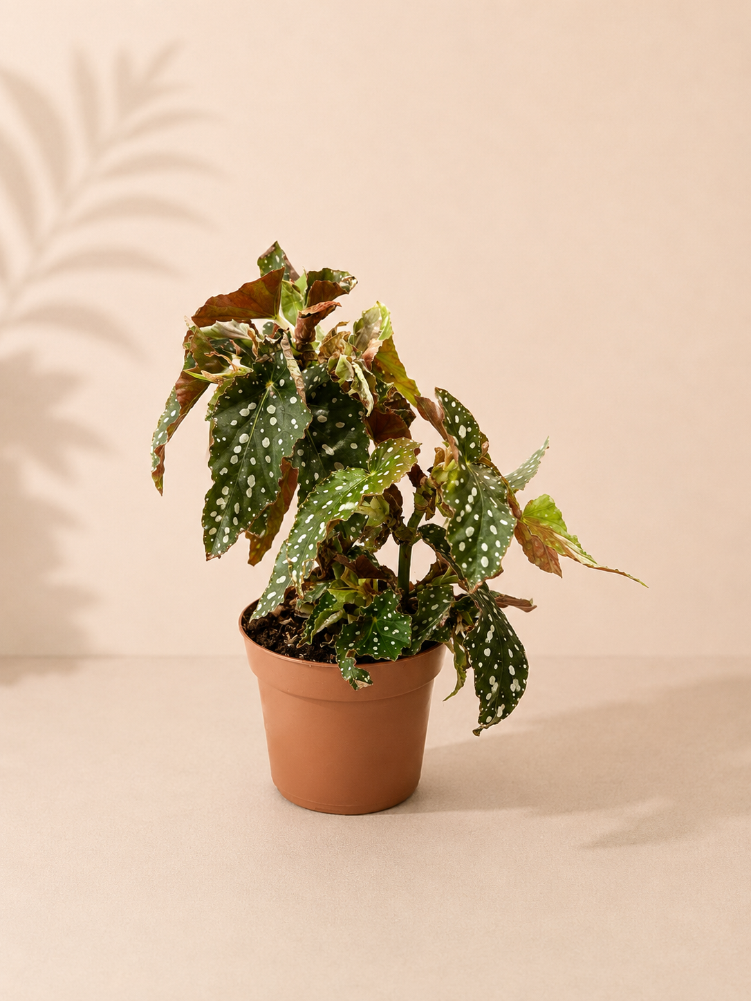Begonia Dots - pot de 12 cm
