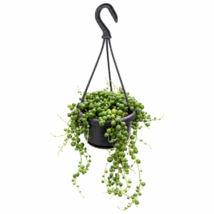 Senecio Rowleyanus - pot de 11 cm