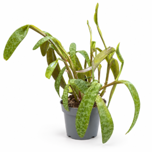 Scilla Violacea - pot de 12 cm