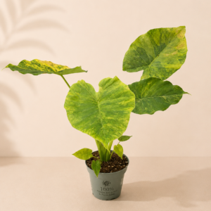 Alocasia Macrorrhiza Aurea Variegata - pot de 12 cm