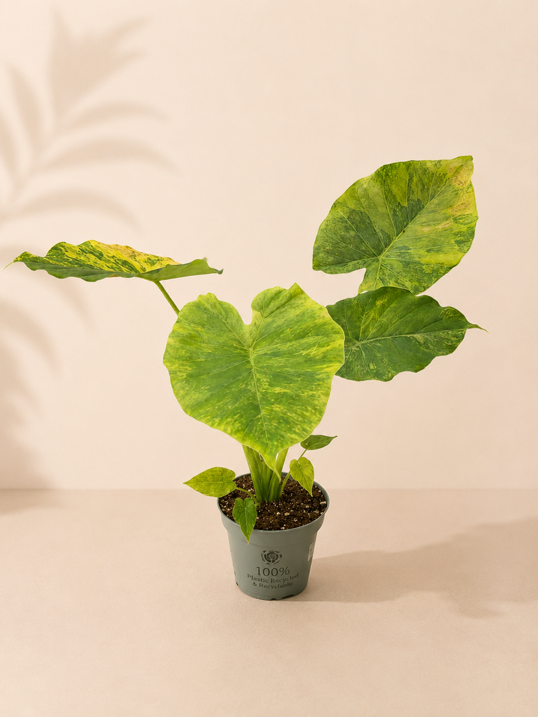 Alocasia Macrorrhiza Aurea Variegata - pot de 12 cm