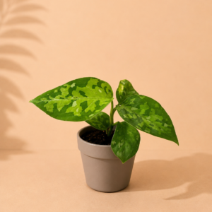 Aglaonema Pictus Tricolor - pot de 6 cm
