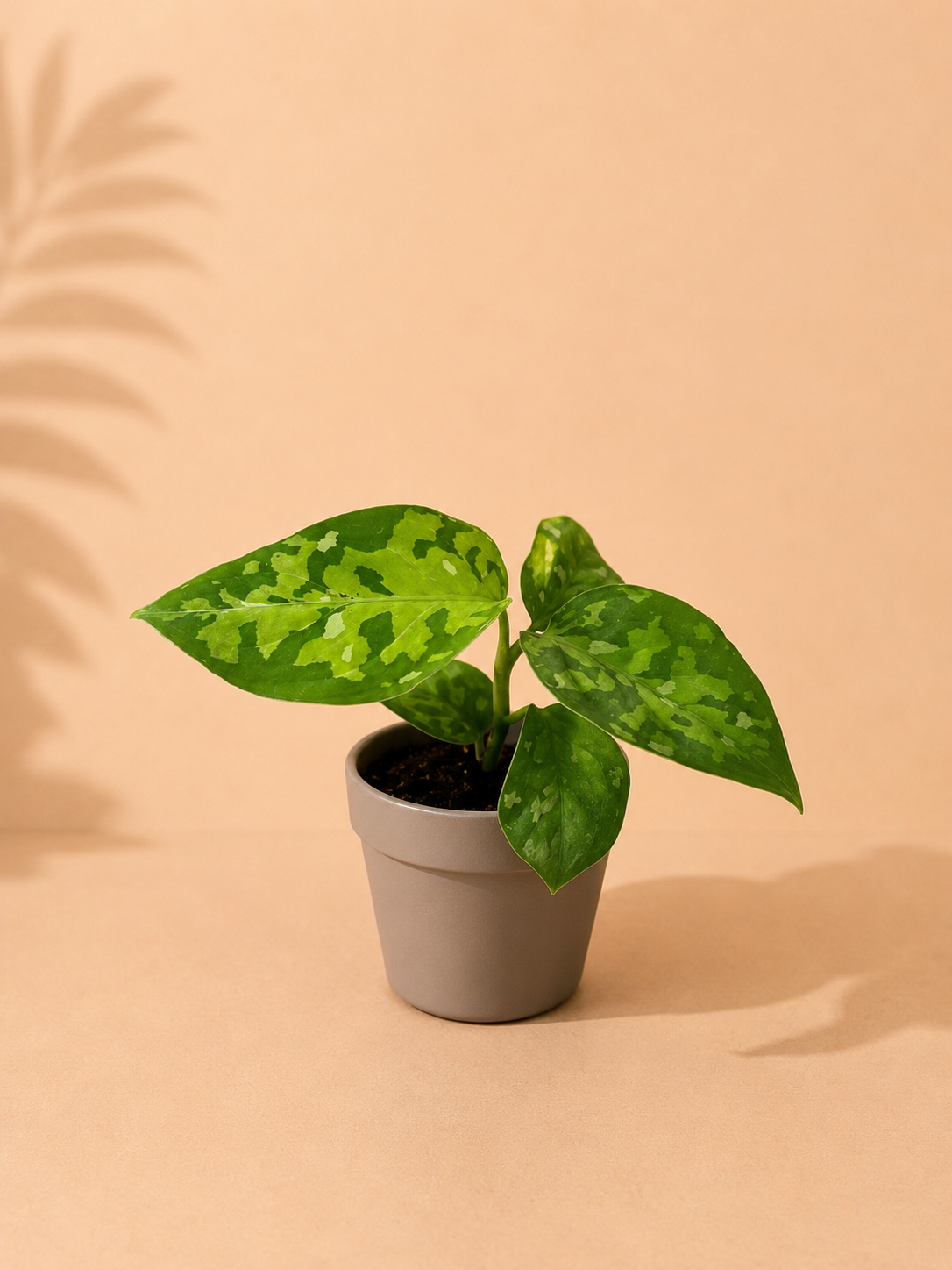 Aglaonema Pictus Tricolor - pot de 6 cm