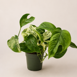 Epipremnum Marble Variegata - pot de 12 cm